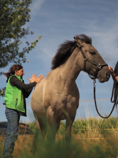 Pferd und Reiter Eine Person interagiert freundlich mit einem Pferd in einer natürlichen Umgebung.