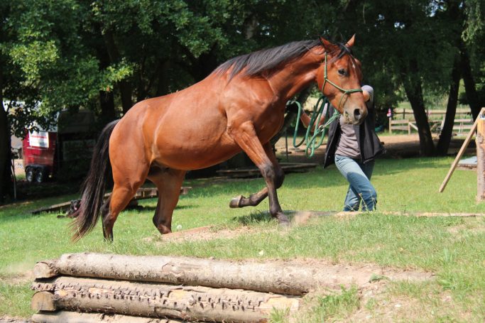 Kurse und Termine Ein braunes Pferd steht auf einem Baumstamm, während eine Person es führt.