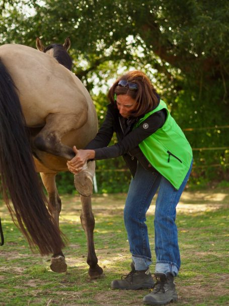 Therapie Person in grünem Westen überprüft das Bein eines Pferdes im Freien.